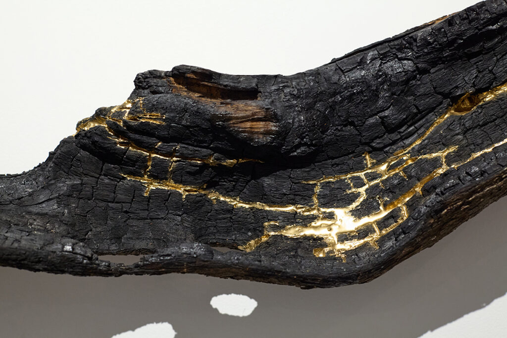 חי צומח דומם 